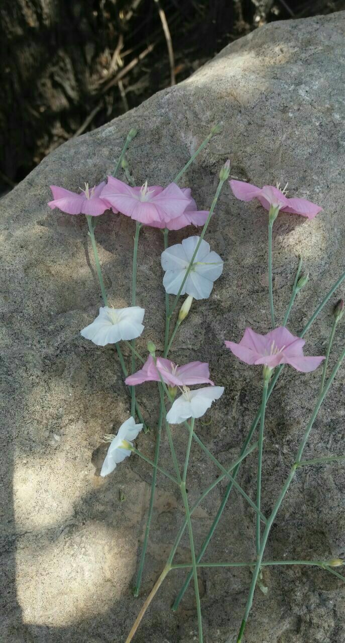 Convolvulus dorycnium